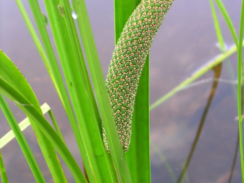 Image for Sweet Flag