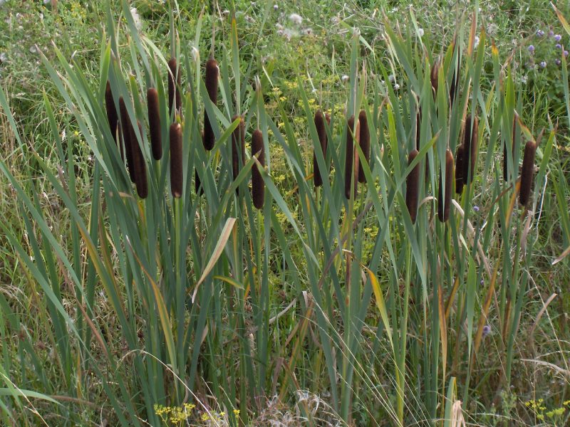 Image for Broad-leaved cattail