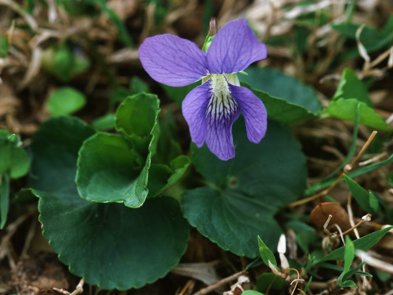 Image for Common Blue Violet