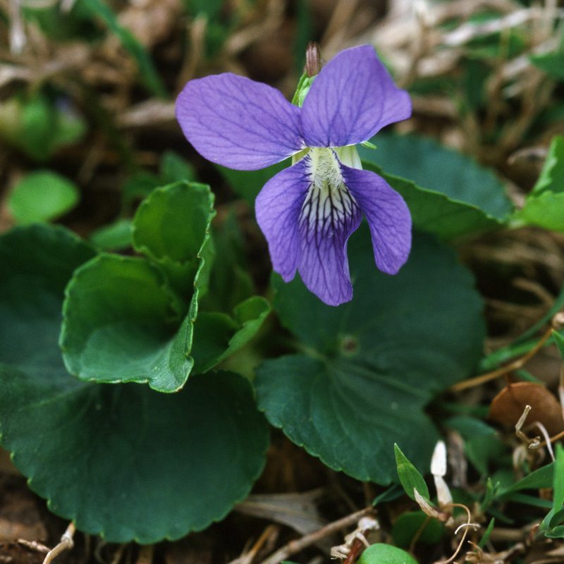 Image for Common Blue Violet