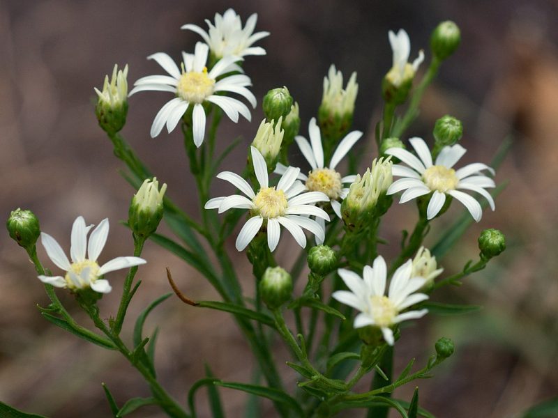 Image for Upland White Goldenrod