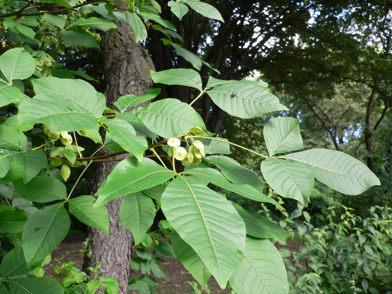 Image for Common Hop-tree