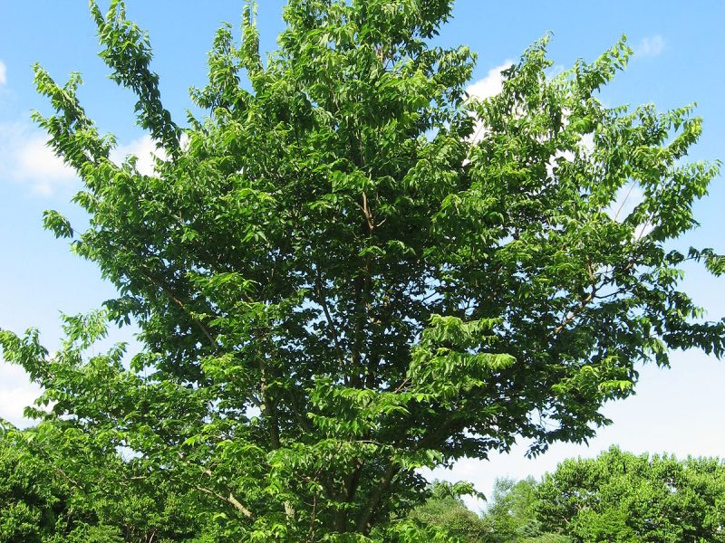 Image for Hackberry