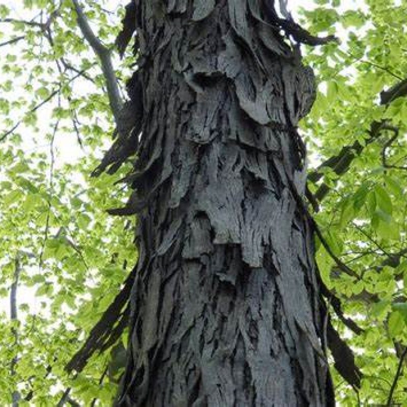 Image for Shagbark hickory