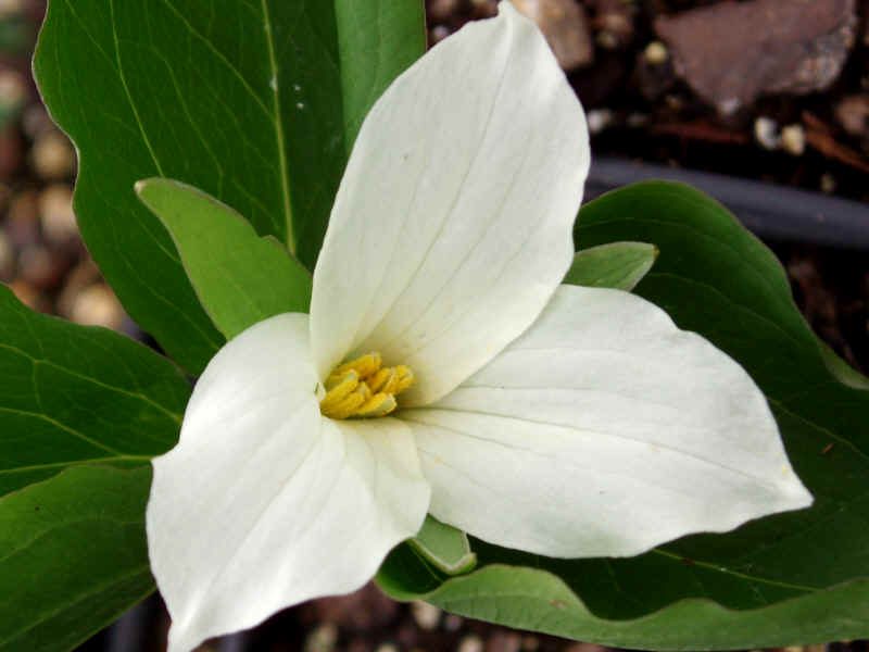 Image for White Trillium