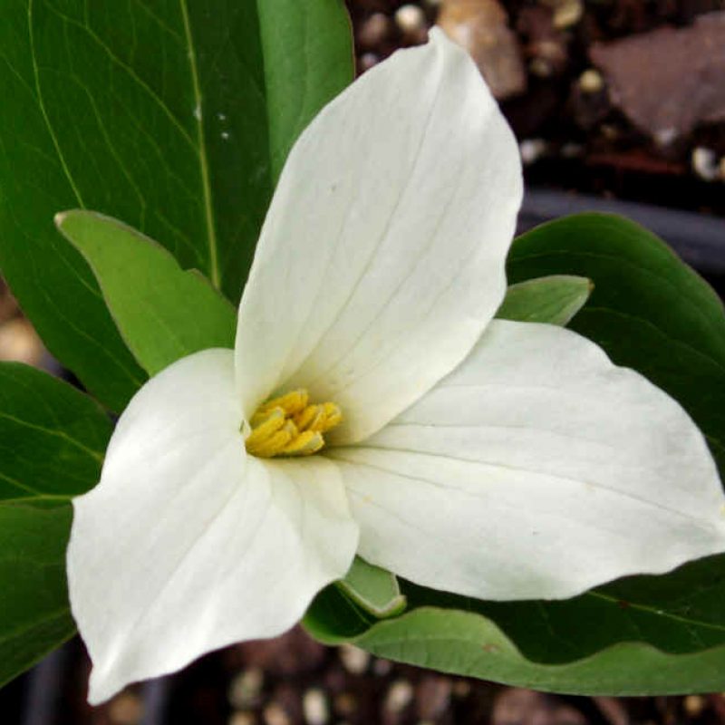 Image for White Trillium