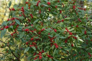 Winterberry Holly
