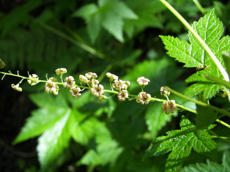 Image for Stink Currant