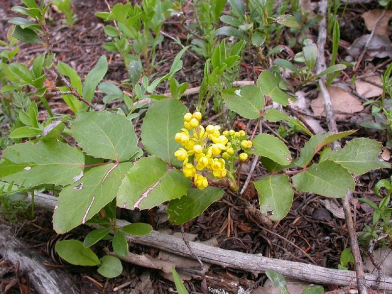 Image for Creeping Oregon Grape