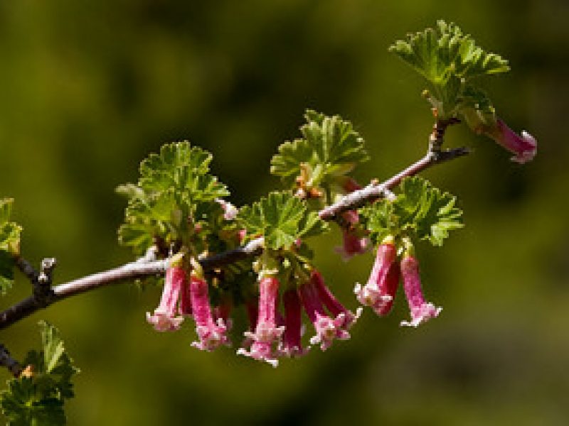 Image for Wax Currant