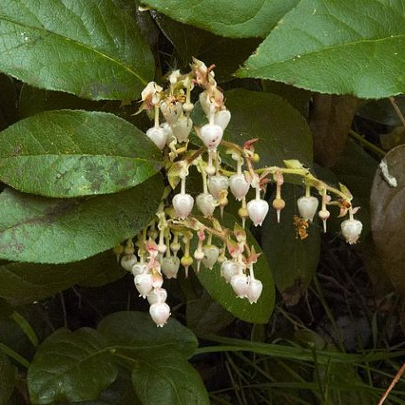 Image for Salal