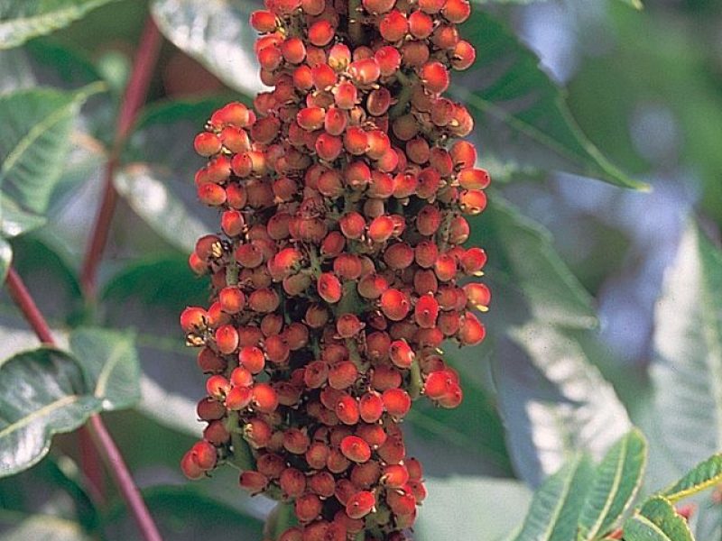 Image for Smooth Sumac