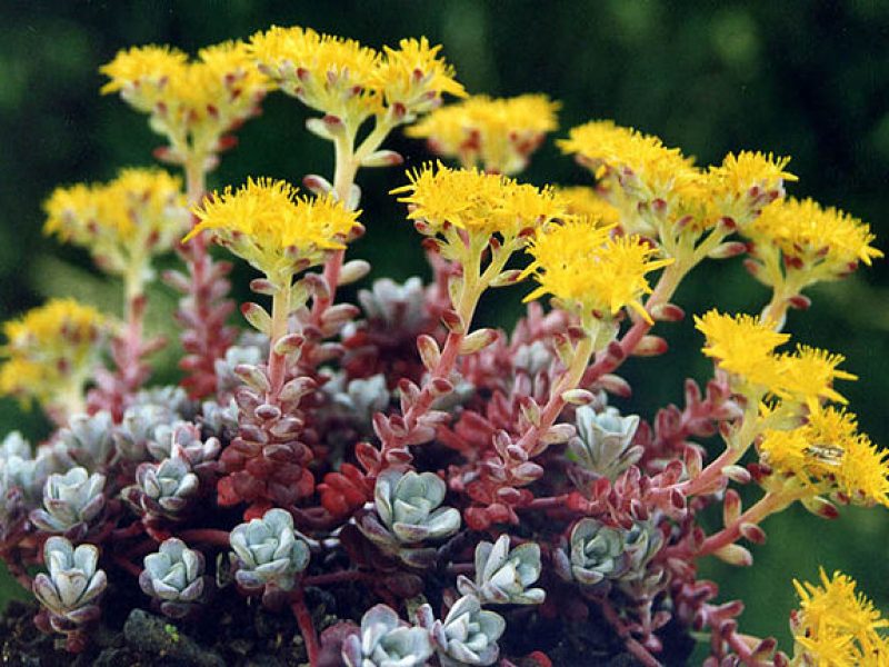 Image for Broad Leaf Stonecrop