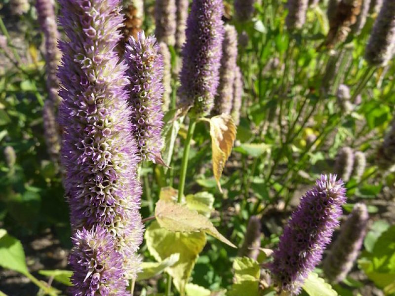 Image for Giant Hyssop