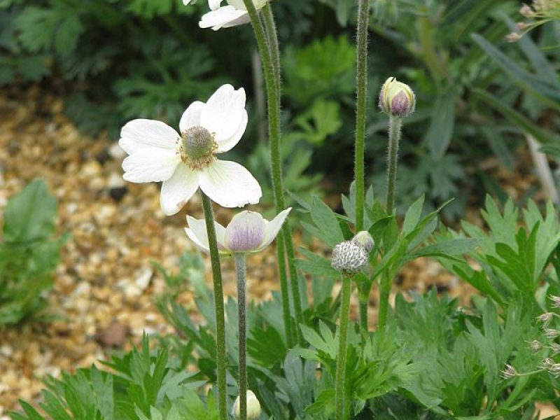 Image for Cut-Leaved Anemone