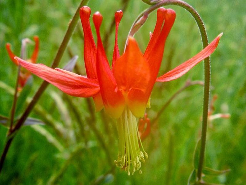 Image for Western Columbine