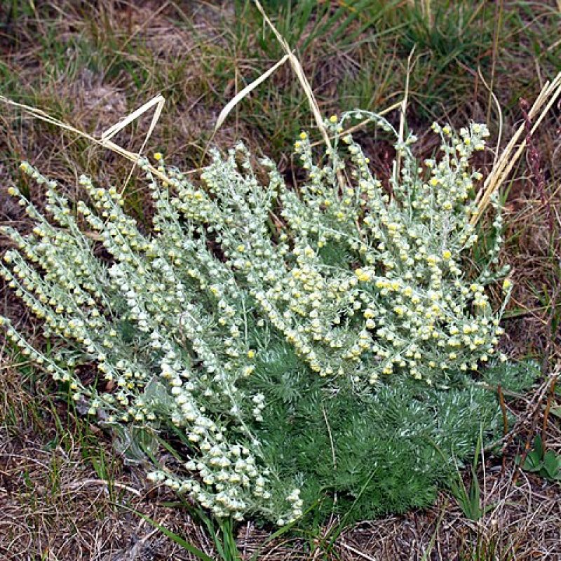 Image for Fringed Sage