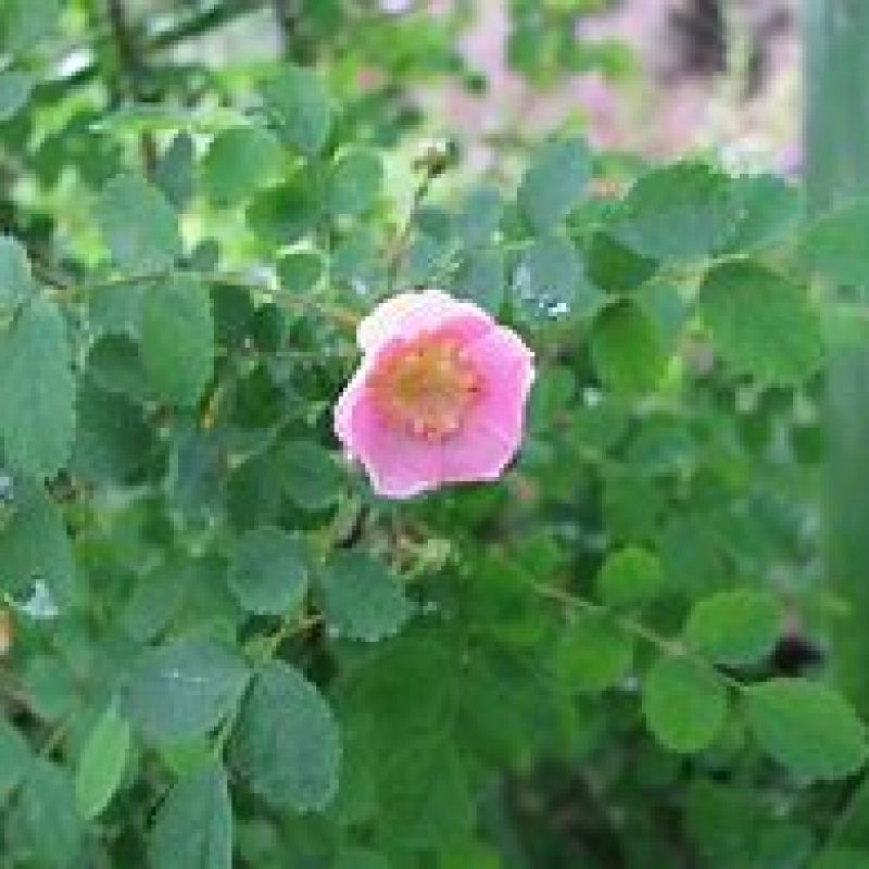 Image for Baldhip Rose