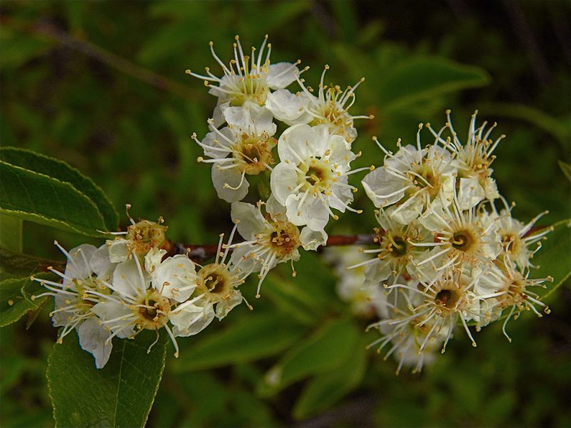 Image for Bitter Cherry