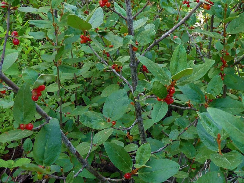 Image for Canadian Buffaloberry