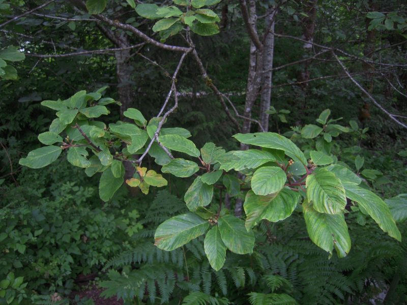 Image for Cascara