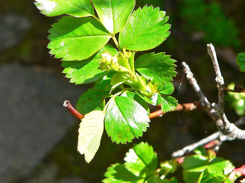 Image for Clustered Wild Rose