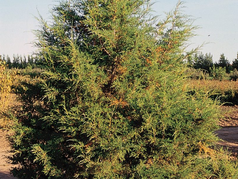 Image for Rocky Mountain Juniper