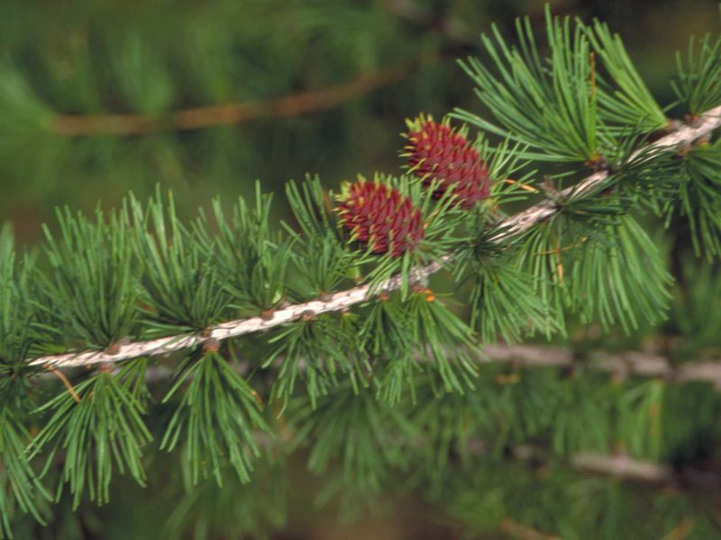Image for Western Larch