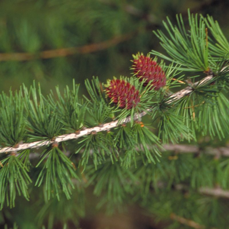 Image for Western Larch