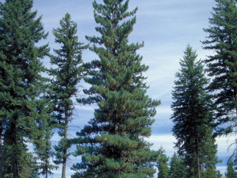Image for Western White Pine