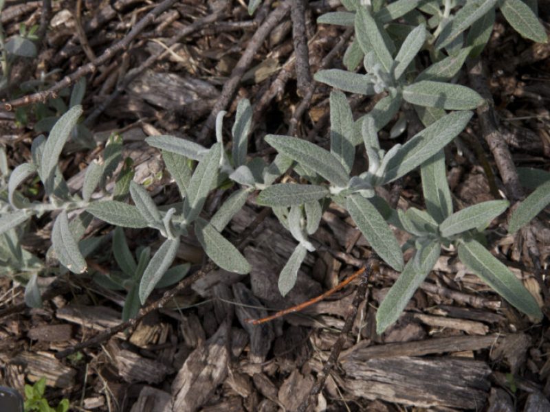 Image for Sageleaf Willow