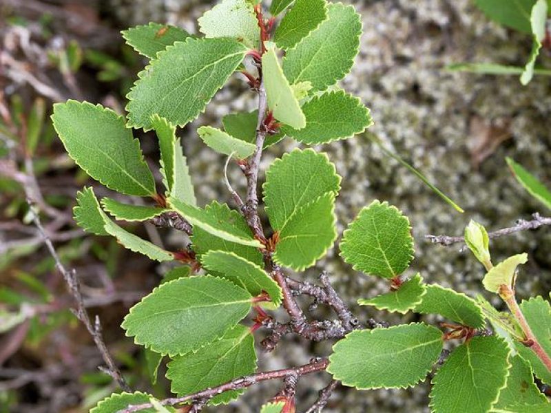 Image for Bog Birch