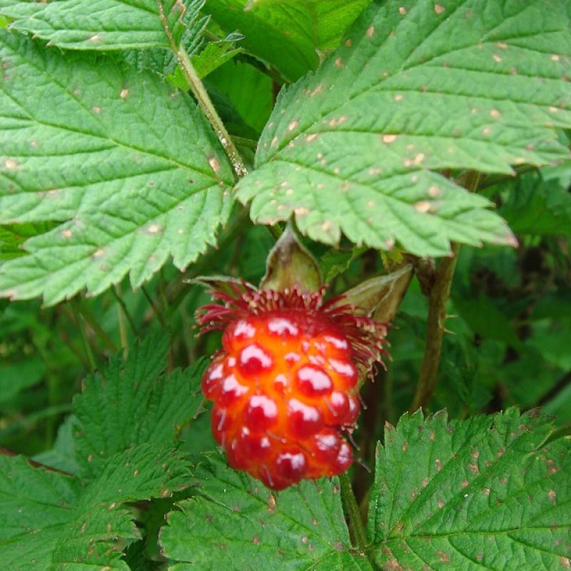 Image for Salmonberry