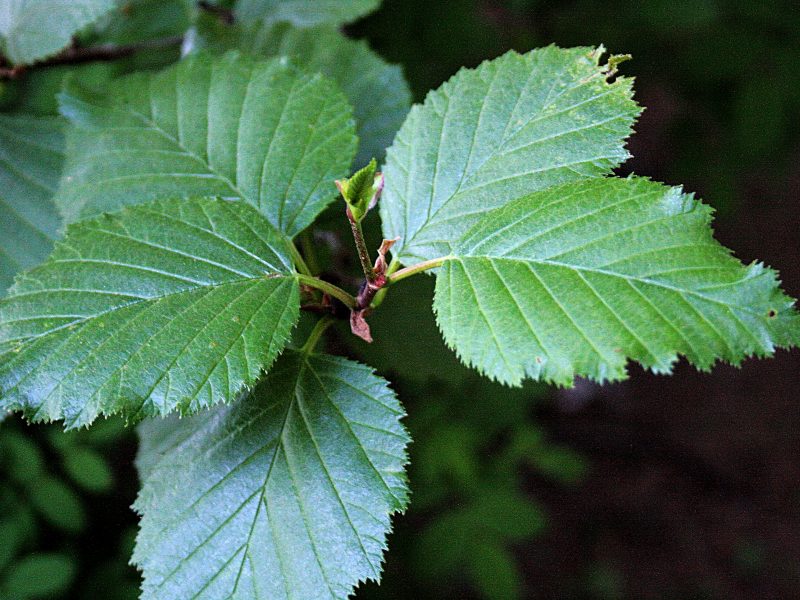 Image for Sitka Alder