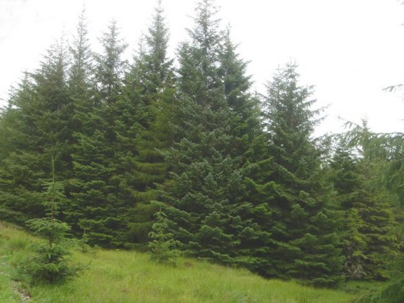 Image for Sitka Spruce