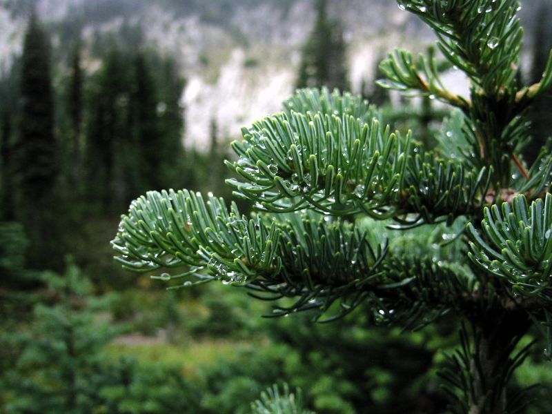 Image for Subalpine Fir