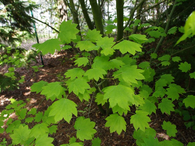 Image for Vine Maple