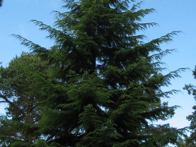 Image for Western Hemlock