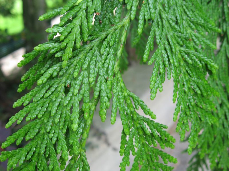 Image for Western Red Cedar