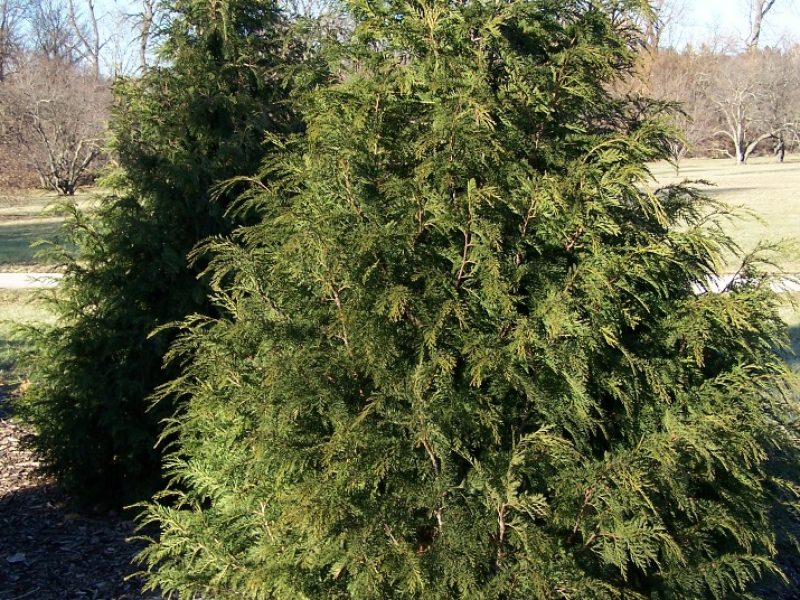 Image for Yellow Cedar