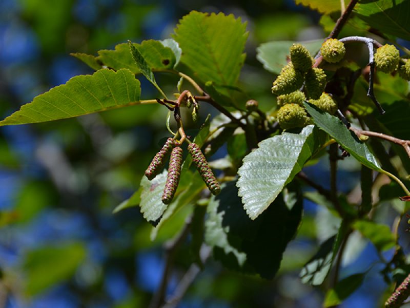 Image for Thin Leaf Alder
