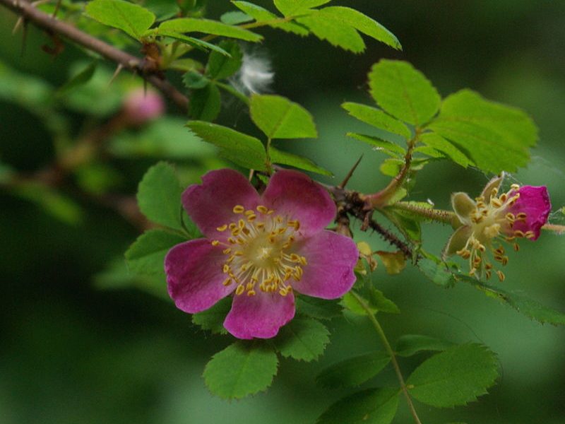 Image for Baldhip Rose