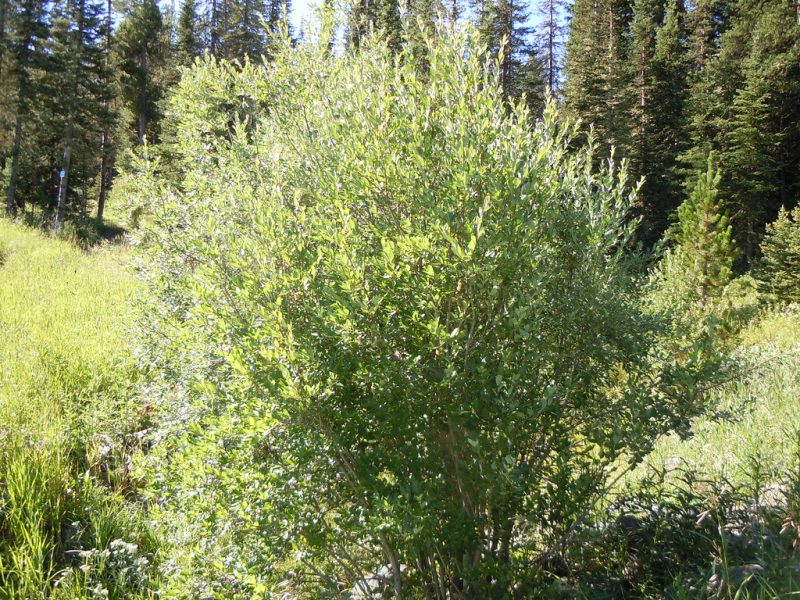 Image for Undergreen Willow