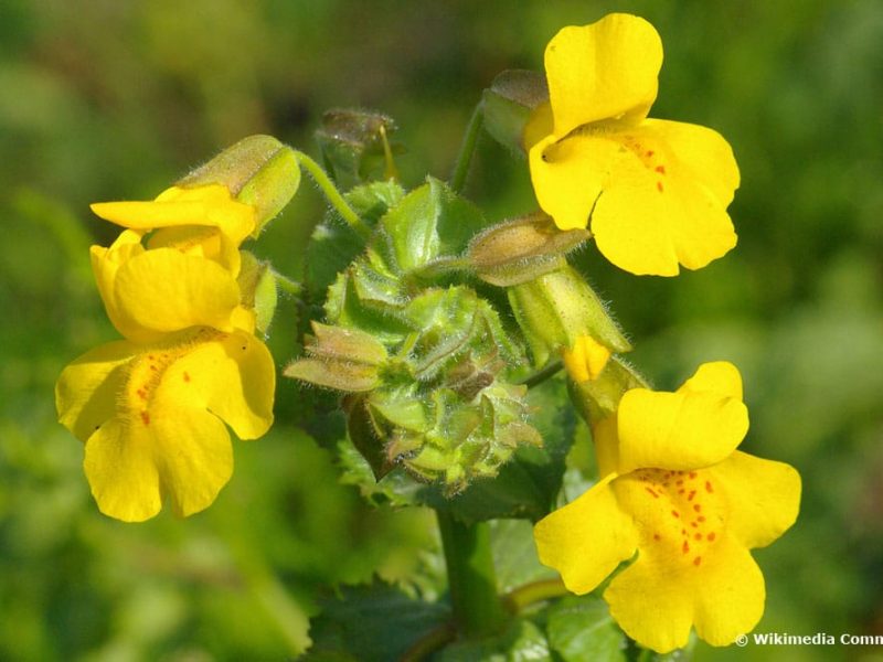 Image for Common Yellow Monkey flower