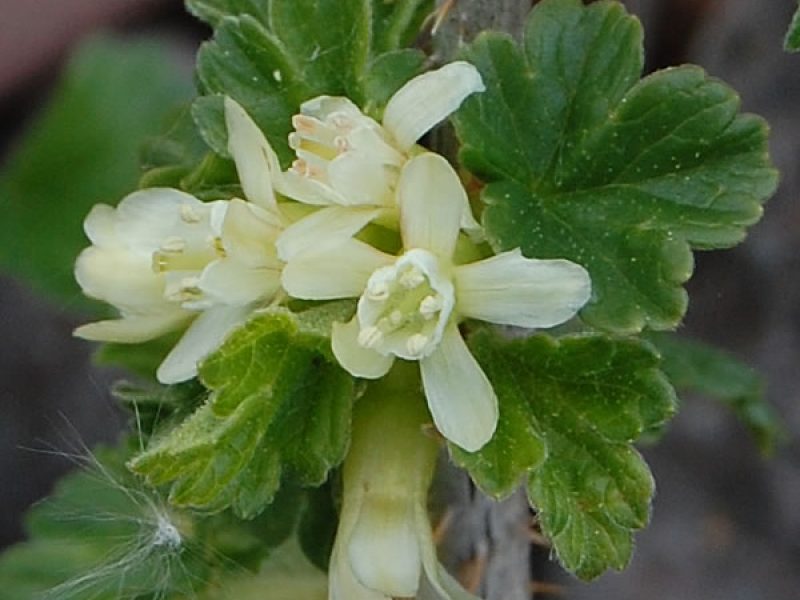 Image for Canadian Gooseberry