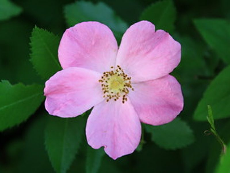 Image for Virginia rose