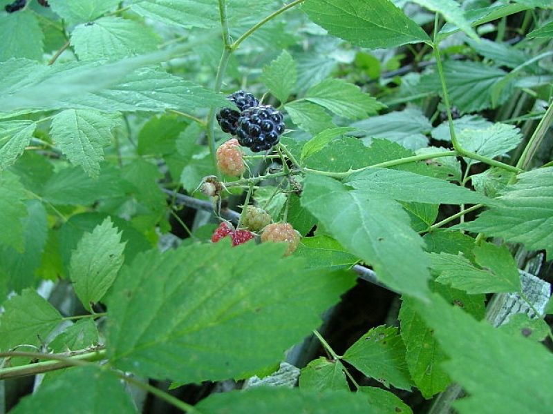 Image for Black Raspberry