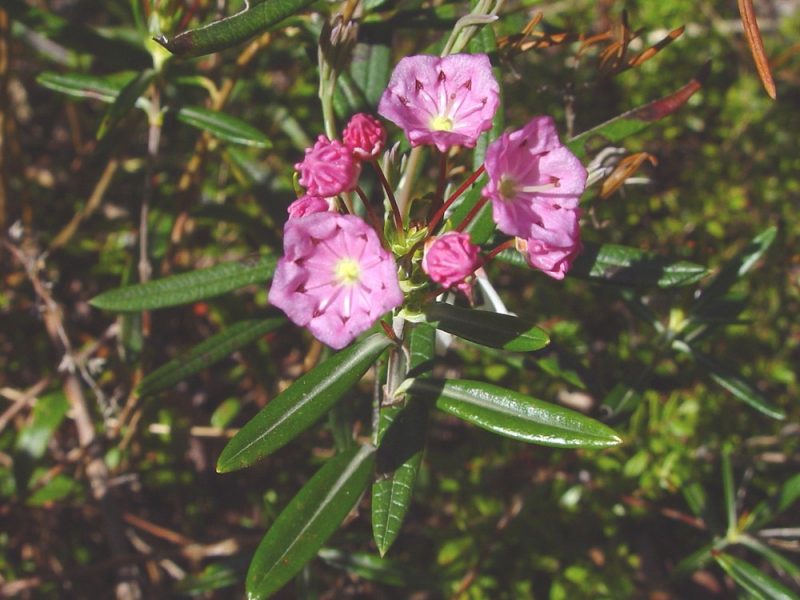 Image for Bog Laurel