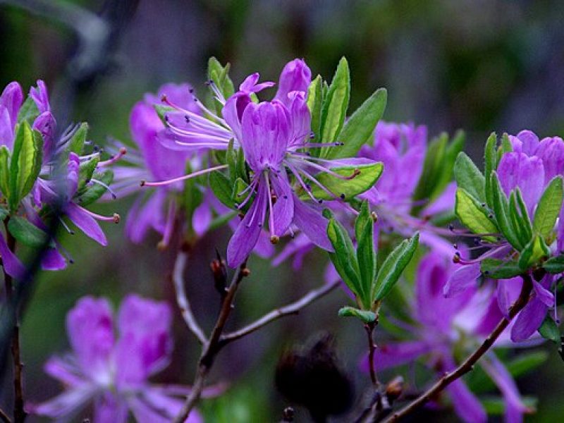 Image for Canada Rosebay/ Rhodora