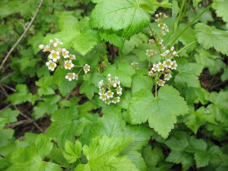 Image for Skunk Currant